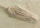 Macrocrinus Crinoid With Long Stem - Indiana #78250-1